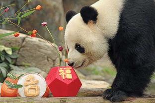 美国爆料熊猫乐乐视频,萌态可掬引网友热议 第3张 美国爆料熊猫乐乐视频,萌态可掬引网友热议 第3张