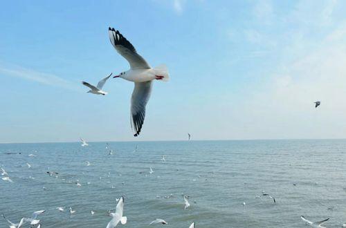 天津海鸥爆料事件视频曝光,事件真相引发公众关注 第2张 天津海鸥爆料事件视频曝光,事件真相引发公众关注 第2张